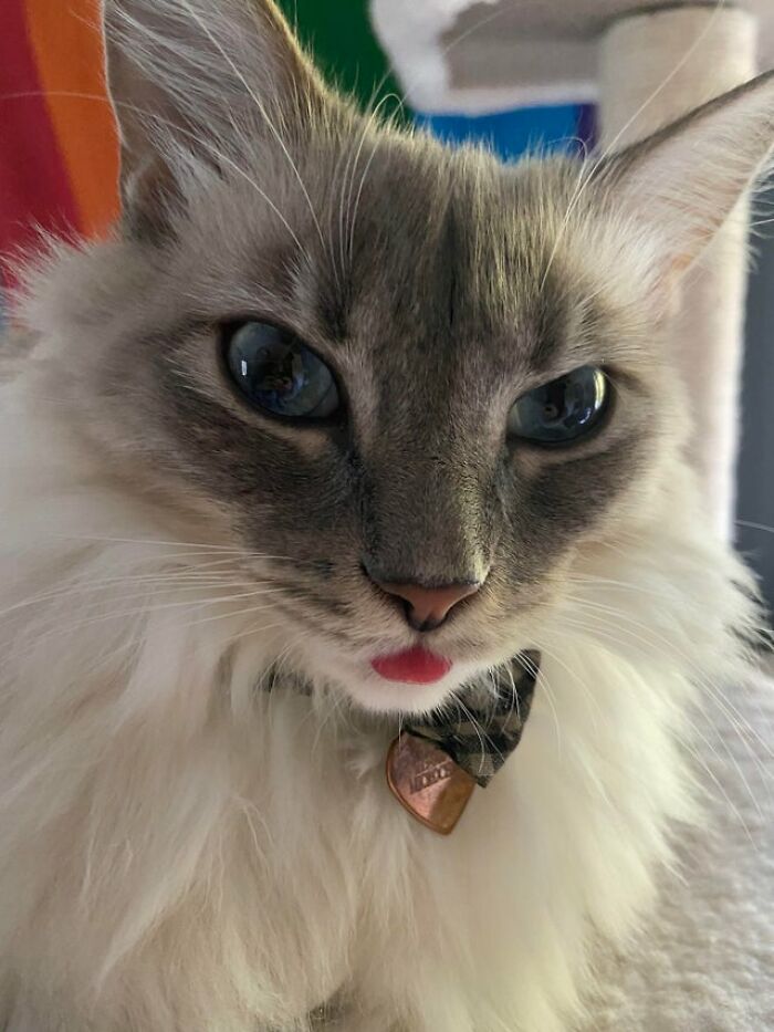 Un blep muy bonito, aunque enojado