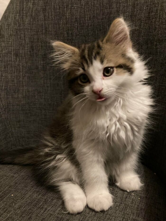 Un pequeño blep de Raffa, de 9 semanas