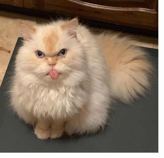 Les presento a Smeagol. Es un majestuoso peludito que saca la lengua, y espero que a todos les agrade