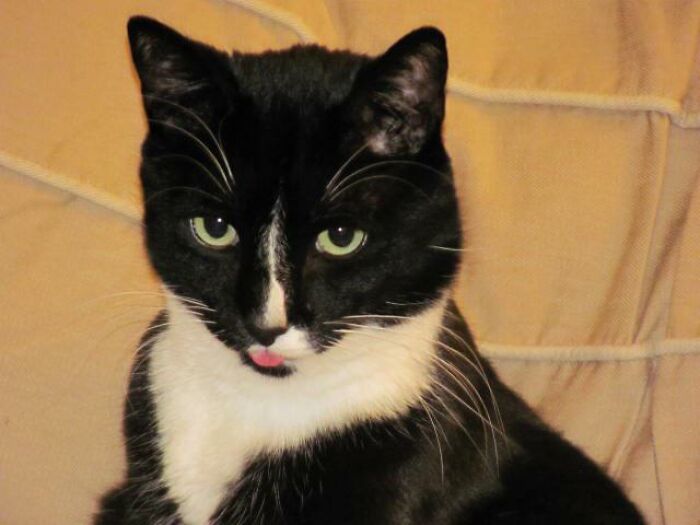 Hallé este blep mientras miraba fotos antiguas esta noche. Magic, te has ido, pero no te hemos olvidado