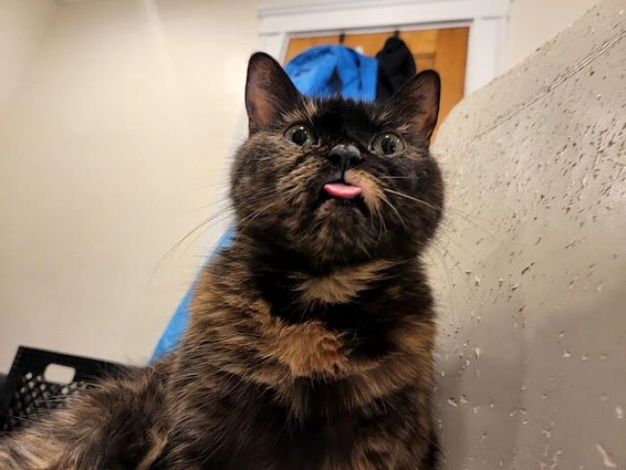 Sacando la lengua desde un ángulo gracioso