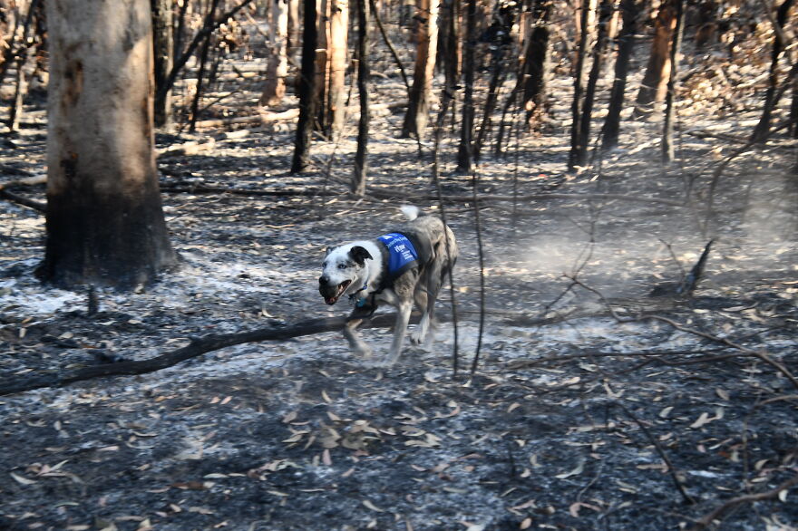 Un perro recibe un premio de honor por salvar a más de 100 koalas durante los incendios forestales