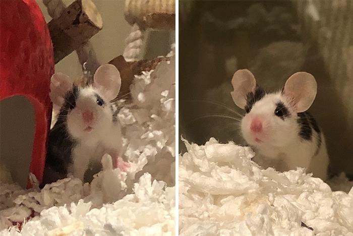 Nunca había visto un ratón que pareciera tanto un ratón