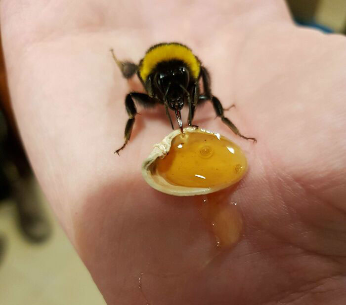 Alimentando a un abejorro