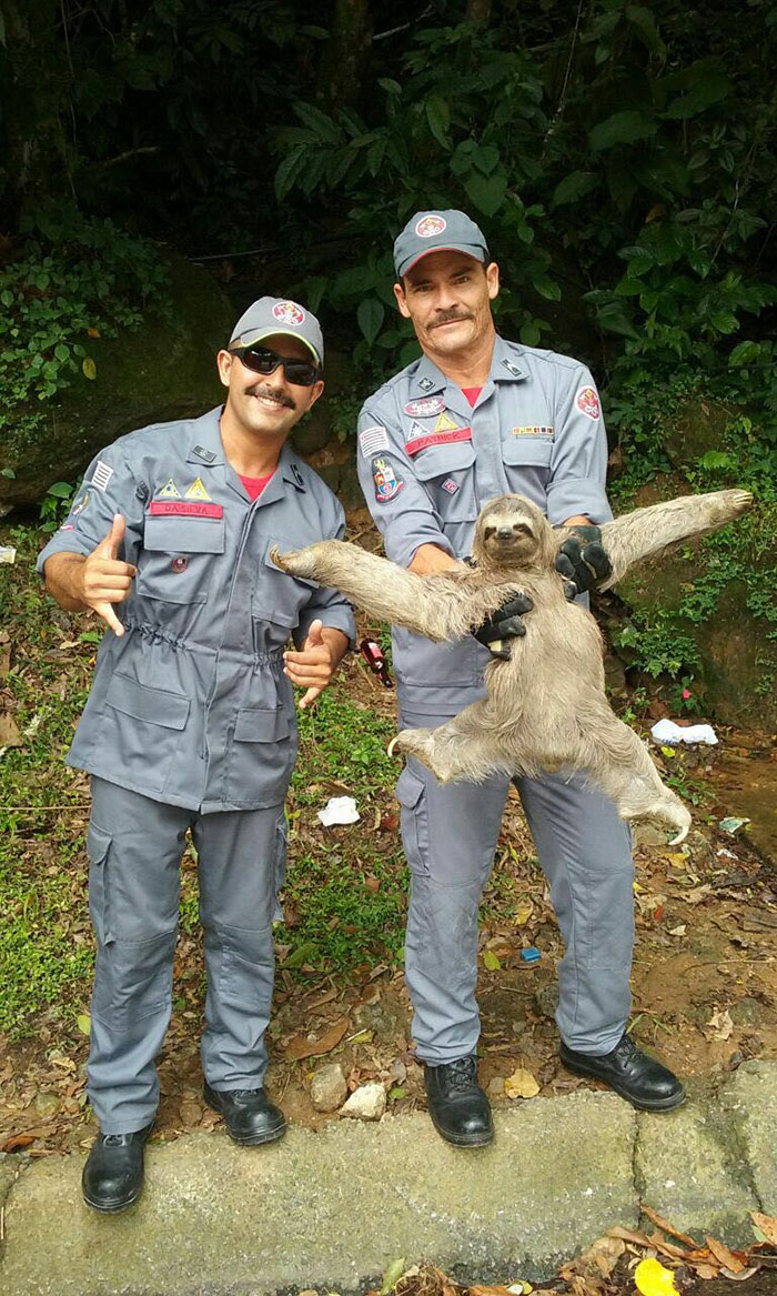 Bomberos brasileños rescatando a un perezoso fabuloso