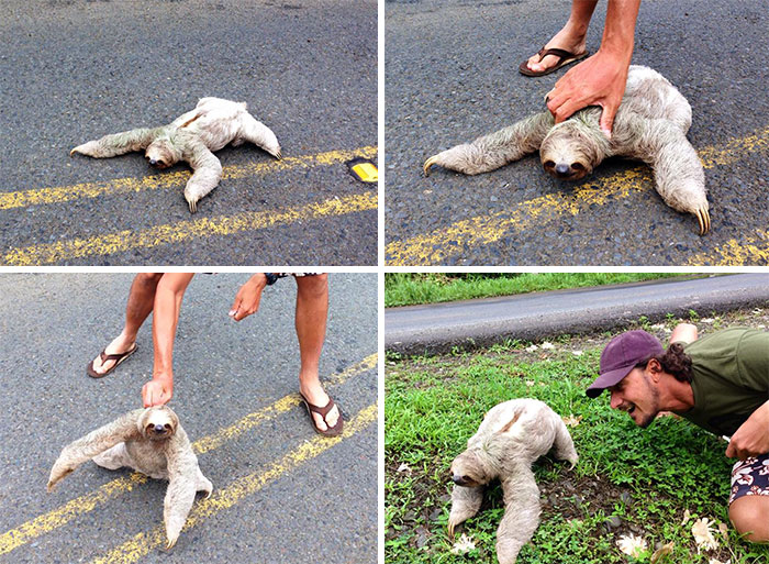 Mi amigo salvó a un perezoso que estaba en medio de la carretera