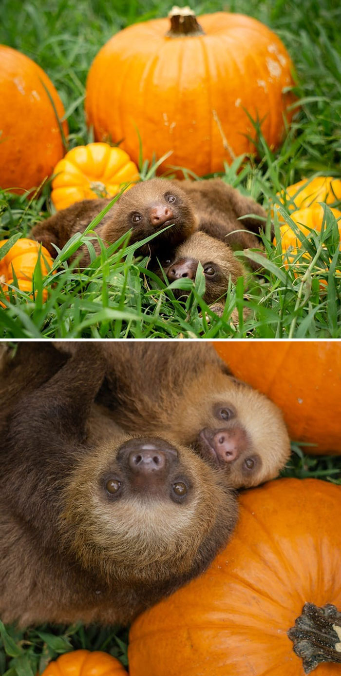Ya llega Halloween