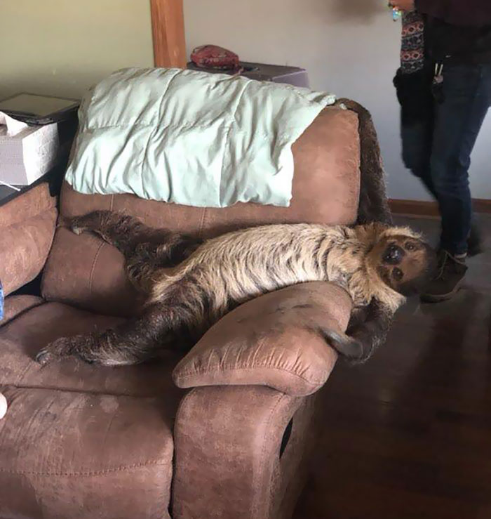Tuve un perezoso en casa gracias a Flying Fox Conservation en Chicago