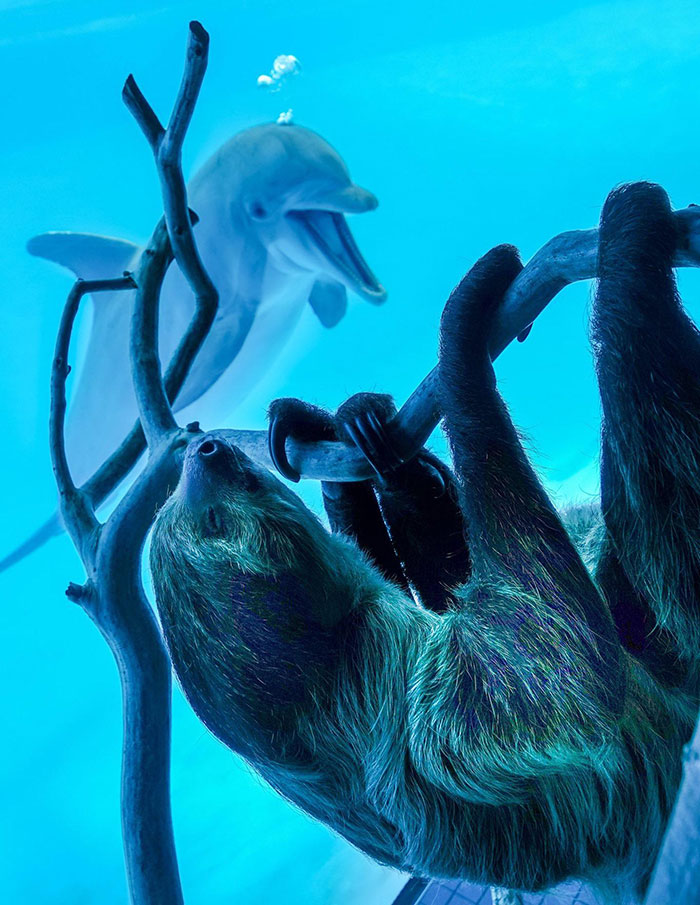 El acuario de Texas enseña un perezoso a los delfines