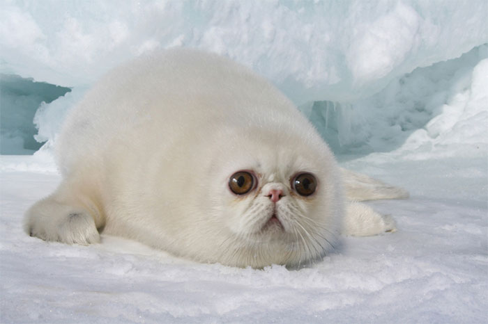 Estos diseñadores combinaron animales, y algunos son tan terribles que hay que reírse (30 imágenes)