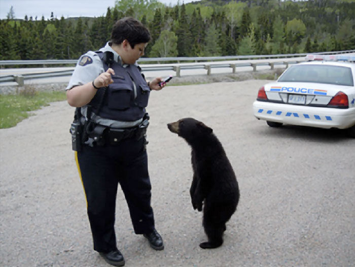 No me detendrías ni aunque fuera un oso polar