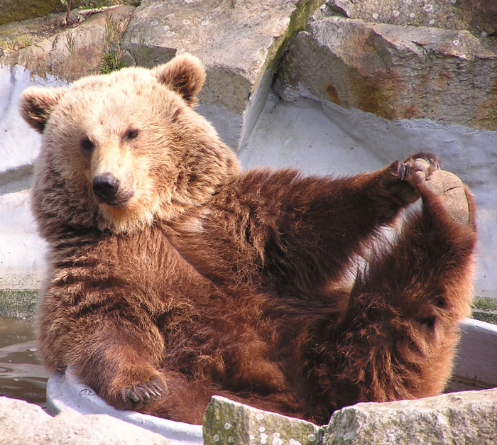 Baño de oso