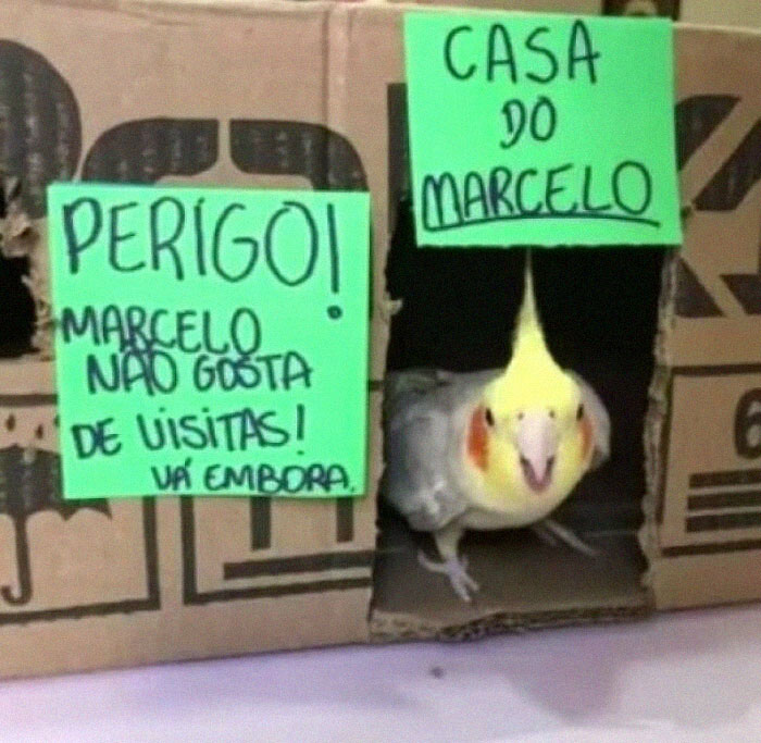 Casa de Marcelo. ¡Peligro! ¡A Marcelo no le gustan las visitas! Vete