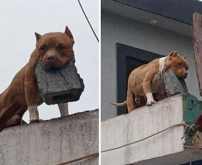 “Oye, ¿tu perro muerde?” “¡Qué va! ¡Solo lanza ladrillos!”