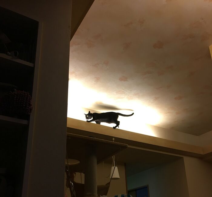 Gato del techo