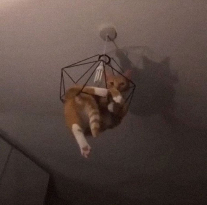 Gato atrapado