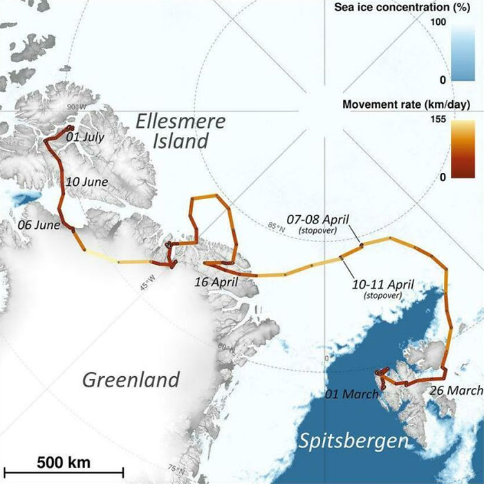El viaje de un zorro ártico que caminó de Noruega a Canadá en 2018
