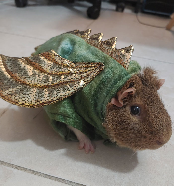Mi cobaya Juju con su disfraz de Halloween
