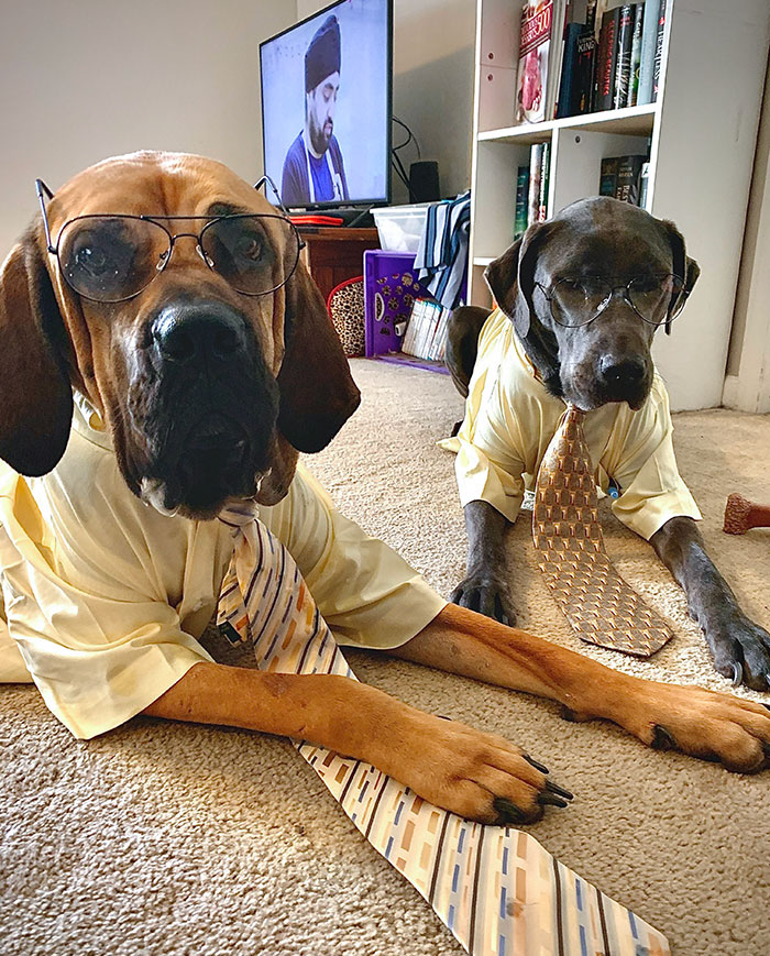 ¡El robo de identidad no es una broma, Jim! Feliz Halloween de parte de mi Jim y Dwight