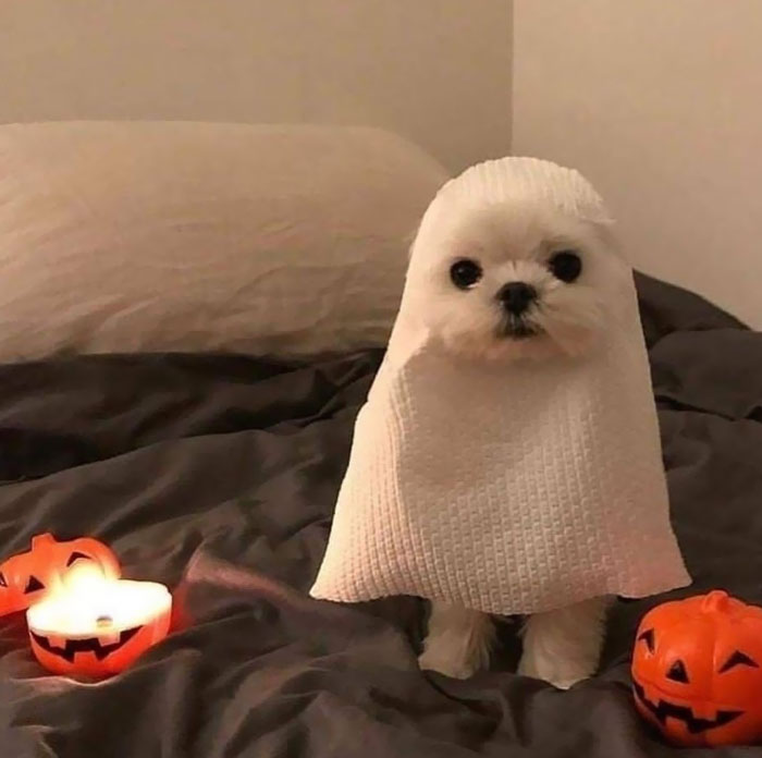 El disfraz de Halloween de este año