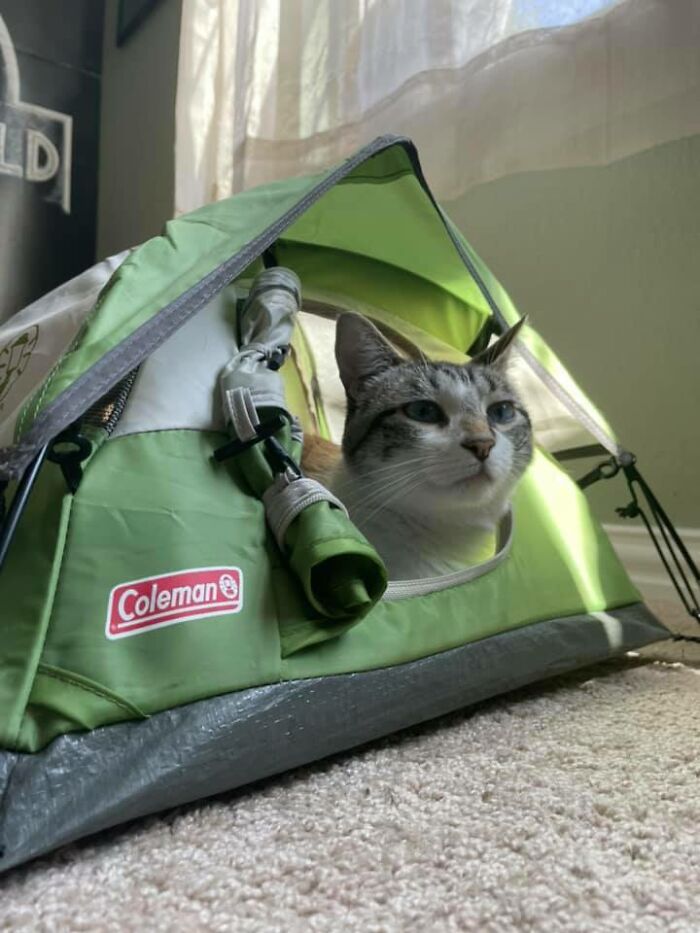 Mini tienda de campaña utilizada para exhibición en una tienda de equipo para actividades al aire libre que encontré en un mercadillo. Ahora es una cama para gatos
