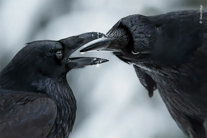 Ganadora en la categoría “Comportamiento: Pájaros”: “Contacto íntimo” por Shane Kalyn 