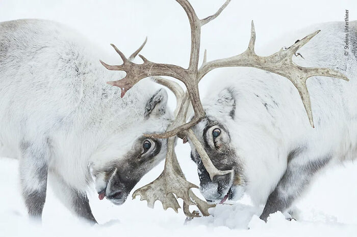 Ganadora en la categoría “Comportamiento: Mamíferos”: “Cabeza a cabeza” por Stefano Unterthiner