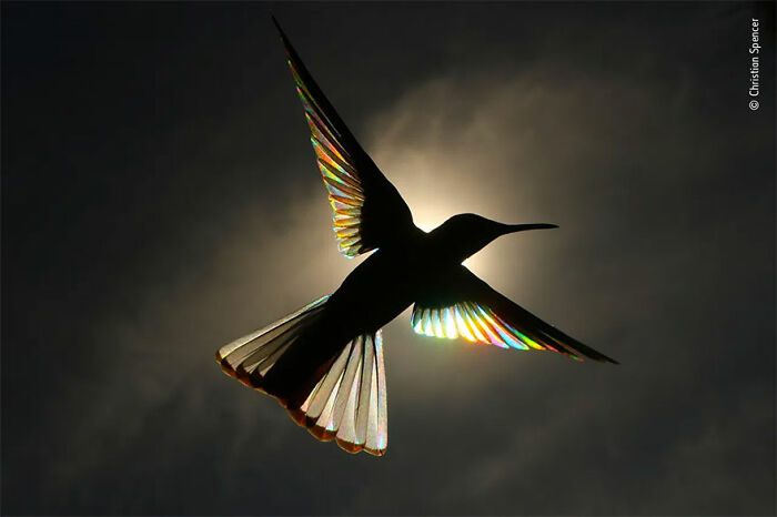 Mención de honor en la categoría “Arte natural”: “Encanto” por Christian Spence