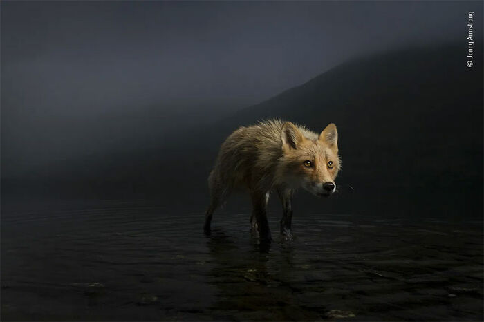 Mención de honor en “Retrato animal”: “Zorro en la tormenta” por Jonny Armstrong