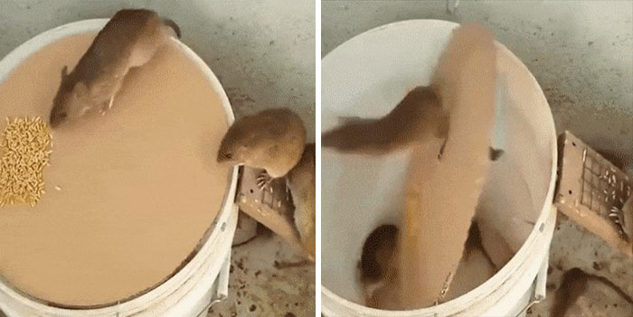Trampa humanitaria para ratas 