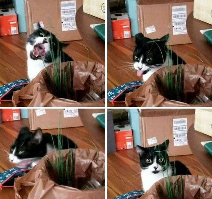 Mi gato intentando comer césped falso