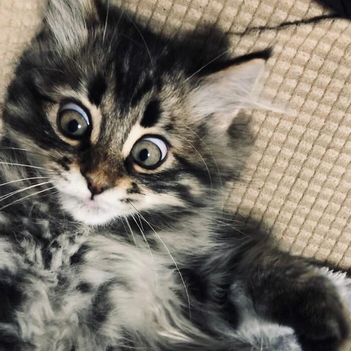 34 Pics Of A Cat That Has More Facial Expressions Than Most Humans