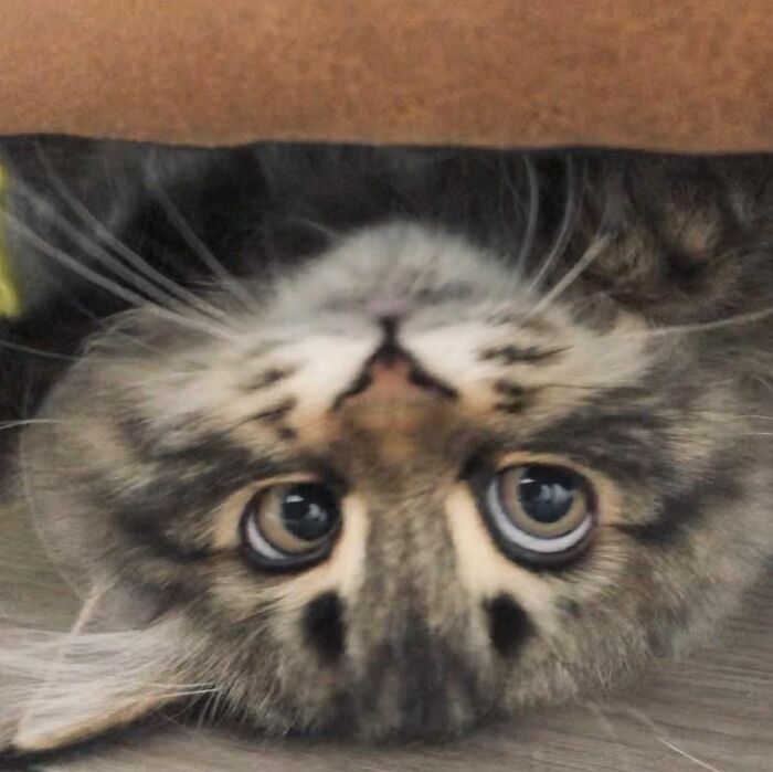 34 Pics Of A Cat That Has More Facial Expressions Than Most Humans