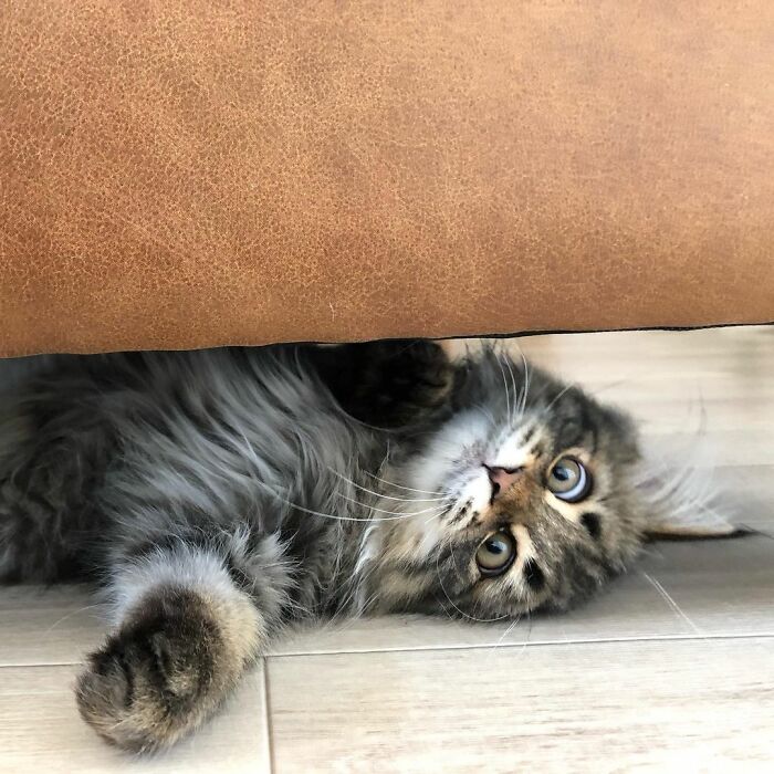 34 Pics Of A Cat That Has More Facial Expressions Than Most Humans