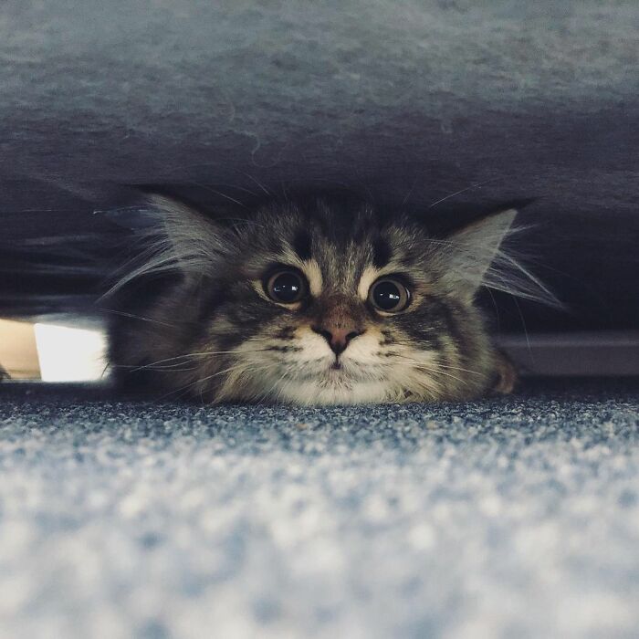 34 Pics Of A Cat That Has More Facial Expressions Than Most Humans