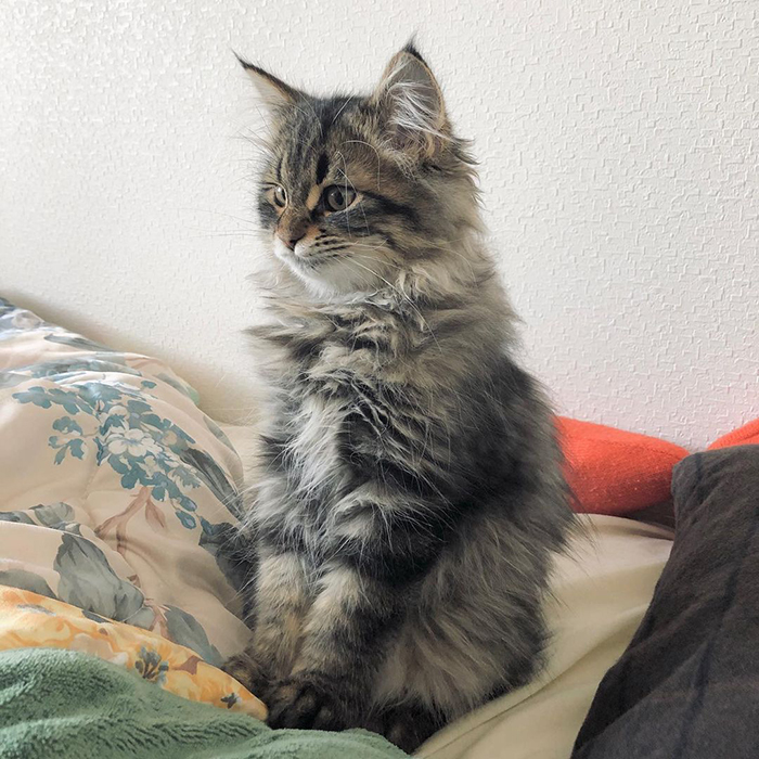 34 Pics Of A Cat That Has More Facial Expressions Than Most Humans