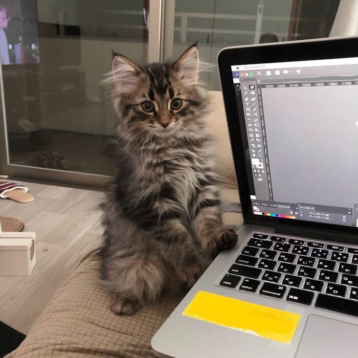 34 Pics Of A Cat That Has More Facial Expressions Than Most Humans