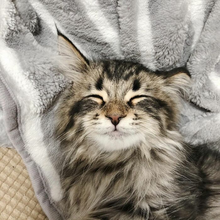 34 Pics Of A Cat That Has More Facial Expressions Than Most Humans