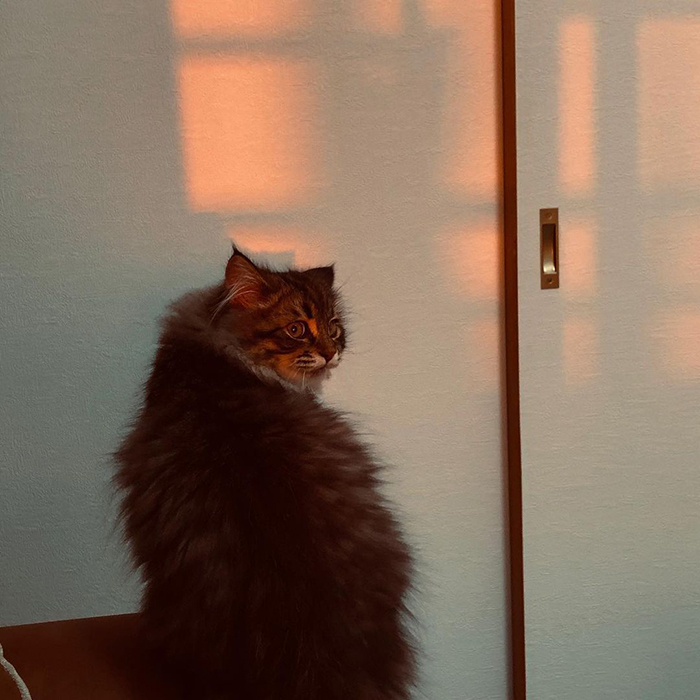34 Pics Of A Cat That Has More Facial Expressions Than Most Humans
