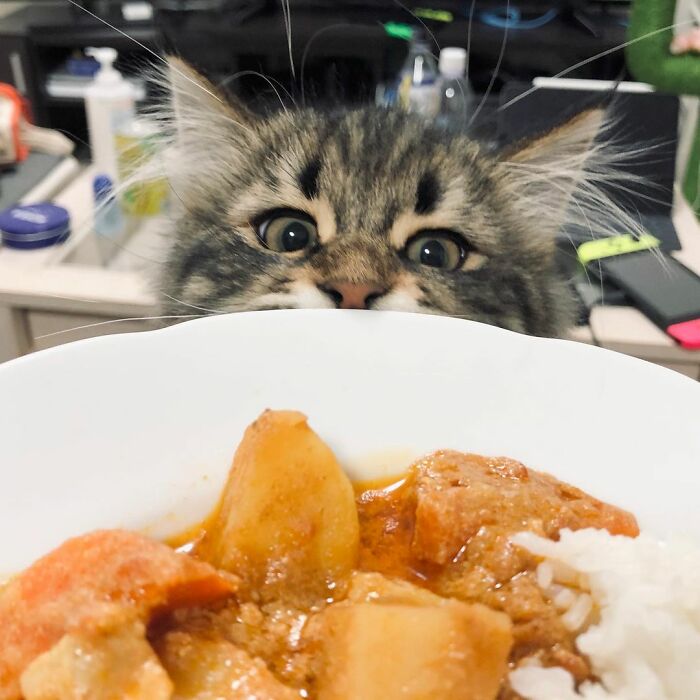 34 Pics Of A Cat That Has More Facial Expressions Than Most Humans