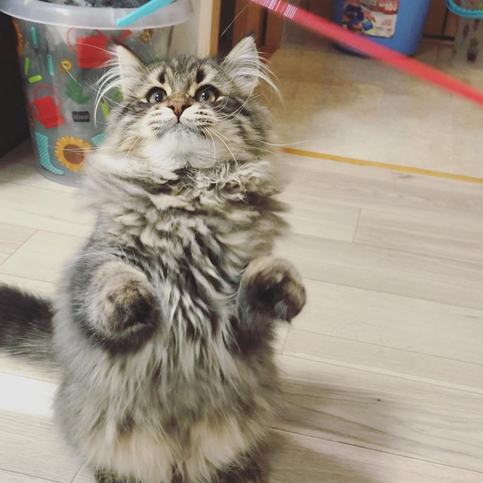34 Pics Of A Cat That Has More Facial Expressions Than Most Humans