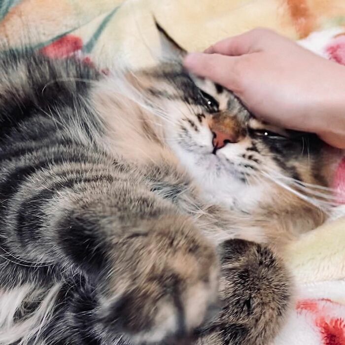 34 Pics Of A Cat That Has More Facial Expressions Than Most Humans