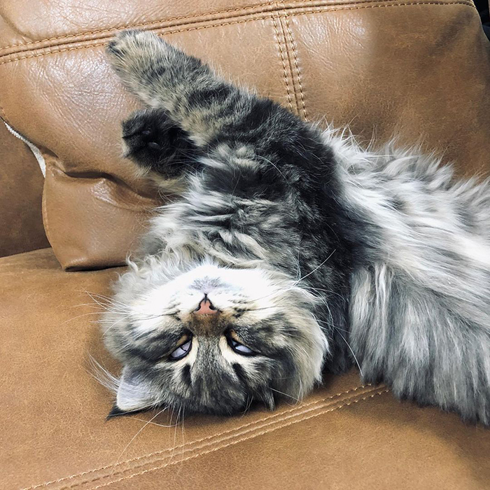 34 Pics Of A Cat That Has More Facial Expressions Than Most Humans