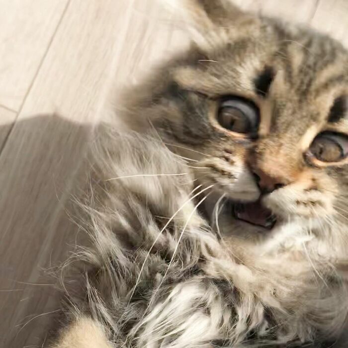 34 Pics Of A Cat That Has More Facial Expressions Than Most Humans