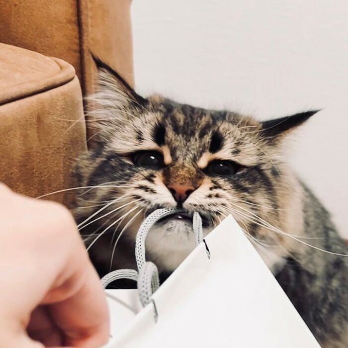 34 Pics Of A Cat That Has More Facial Expressions Than Most Humans