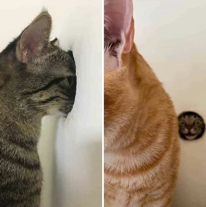This Page Collects Photos Of 'Animals With Threatening Auras' (40 New Pics)