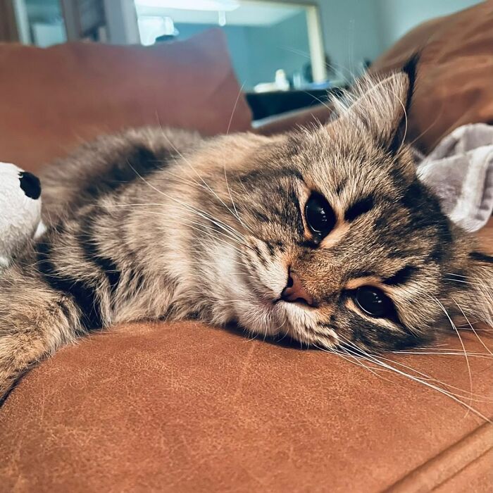 34 Pics Of A Cat That Has More Facial Expressions Than Most Humans