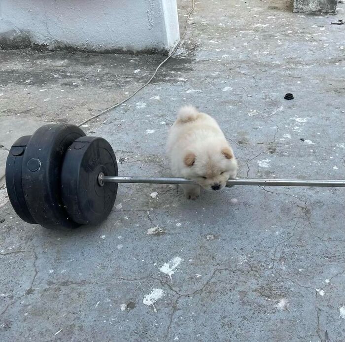 This Page Collects Photos Of 'Animals With Threatening Auras' (40 New Pics)