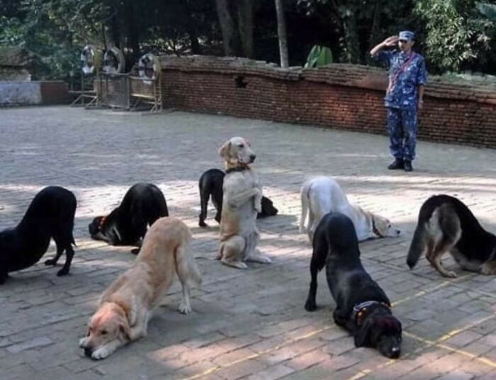 This Page Collects Photos Of 'Animals With Threatening Auras' (40 New Pics)