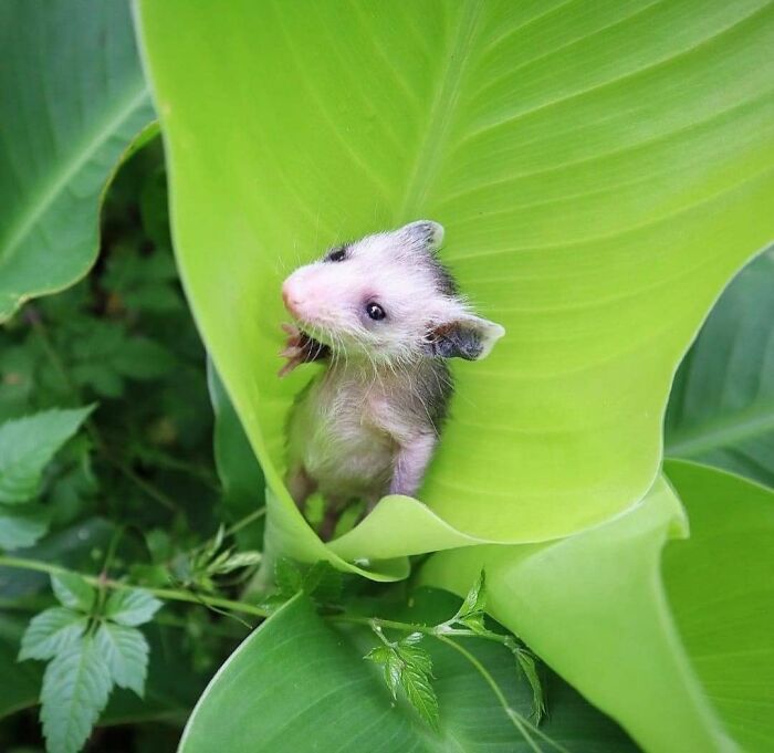 This Page Collects Photos Of 'Animals With Threatening Auras' (40 New Pics)